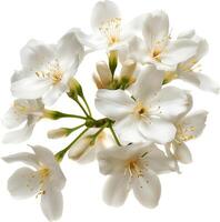 ai généré jasmin blanc fleur isolé sur une blanc Contexte photo