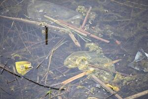 cellophane Sacs dans le étang. environnement la pollution photo