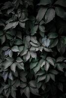 feuilles de plantes vertes dans le jardin au printemps, fond vert photo