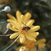 abeille collecte pollen et nectar sur Jaune fleur photo