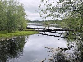 une vue de delamere forêt dans Cheshire photo