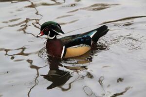 une proche en haut de une bois canard photo