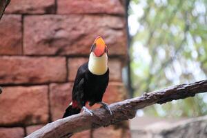 une toucan sur une branche photo