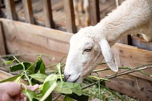 adolescent alimentation mouton derrière le clôture. photo
