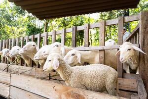 mouton à la recherche par une clôture dans bergerie. photo
