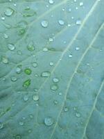 Frais vert des légumes et Matin rosée dans le thaïlandais jardin photo