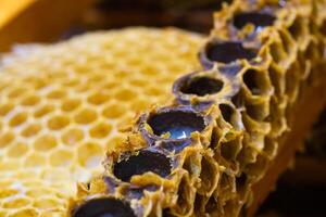 artificiel reine tasses dans se concentrer. reine abeille greffage ou Royal gelée production concept photo. photo
