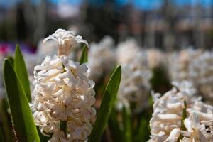 blanc jacinthes dans printemps. Hyacinthus orientalis fleur photo