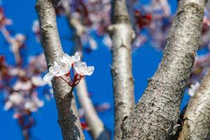 blanc fleurs sur le arbre. printemps Contexte photo. photo