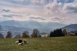 mouton pâturage dans le vallée contre le toile de fond de l'automne montagnes photo