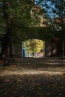 vue de le l'automne ruelle dans le parc couvert avec déchue feuilles de premier plan à le cambre de le porte photo