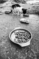 chat abandonné dans le rue photo