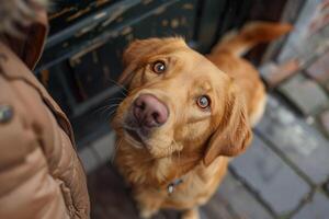 ai généré un engageant d'or récupérateur chien à la recherche en haut avec émouvant yeux accueillant ses propriétaire maison, rempli avec excitation et affection. génératif ai. photo