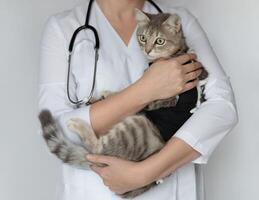 chat après cavitaire opération, castration, stérilisation. vétérinaire médecin avec stéthoscope en portant stérilisé animal de compagnie dans postopératoire bandage photo