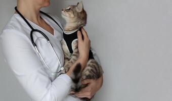 vétérinaire médecin avec stéthoscope en portant stérilisé chat dans postopératoire bandage. animal de compagnie après cavitaire opération photo
