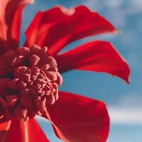 ai généré une rouge fleurs photo