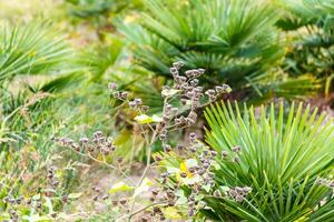 fruit de inconnue plante sur une Contexte petit des arbres. photo