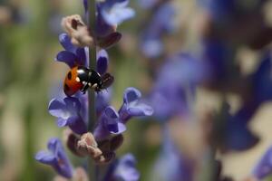 ai généré coccinelle sur une fleur. printemps la nature. neural réseau ai généré photo