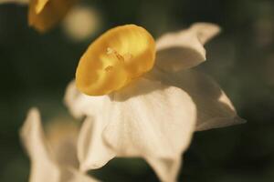 blanc jonquilles épanouissement à le coucher du soleil photo