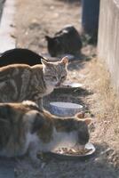 égarer chat en mangeant chat nourriture à le coucher du soleil photo