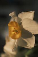 blanc jonquilles épanouissement à le coucher du soleil photo