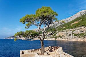 une pin arbre dans sveta nédilja sur le croate île de hvar. Voyage et été vacances concept. photo