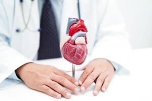 cardiovasculaire maladie CV, médecin avec cœur Humain modèle anatomie pour traitement patient dans hôpital. photo