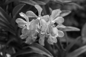 jardin dans Singapour photo