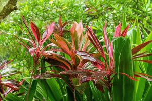 Singapour jardins dans Asie photo