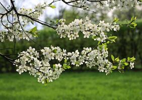 branche de une épanouissement printemps arbre photo