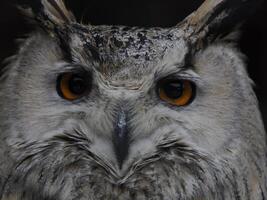 occidental sibérien Aigle hibou bubon sibiricus proche en haut portrait photo