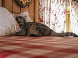 chat cache sur une lit photo