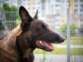 portrait de une Belge berger. photo