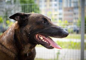 portrait de une Belge berger. photo