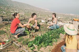 content Jeune copains travail ensemble récolte Frais des fruits et des légumes dans ferme jardin maison - agriculture, personnes, en bonne santé, travail et végétarien mode de vie concept photo