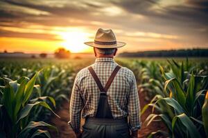 ai généré arrière vue de Sénior agriculteur permanent dans blé champ examiner surgir à le coucher du soleil. photo