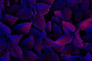 embrasé brillant violet Bourgogne coleus feuilles, mystique Contexte photo