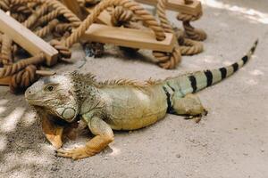 un iguane sur une réservation sur le île de Maurice, un grand lézard iguane dans une parc sur le île de maurice photo