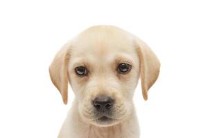 chiot Labrador isolé sur blanc Contexte photo