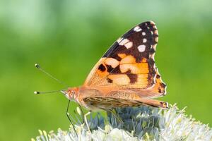 européen paon papillon aglais io copie espace... photo