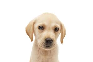 chiot Labrador isolé sur blanc Contexte photo