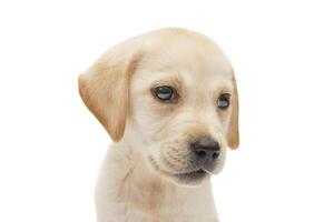 chiot Labrador isolé sur blanc Contexte photo