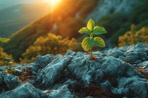 ai généré le germer de le futur arbre fait du ses façon par le rocheux surface dans le montagnes. le concept de la vie et croissance, en dépit le des difficultés photo