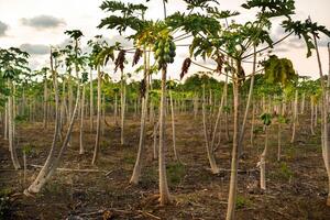 Papaye fruit plantation sur le île de maurice photo