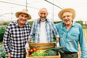 multiracial Sénior Les agriculteurs travail à l'intérieur agricole serre - ferme gens coopérative concept photo