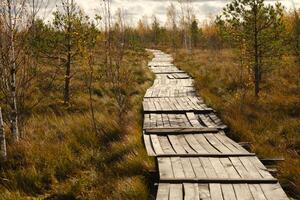 en bois chemin sur le marais dans Elnya, biélorussie photo