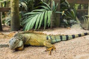 un iguane sur une réservation sur le île de Maurice, un grand lézard iguane dans une parc sur le île de maurice photo