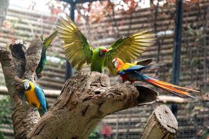 coloré perroquets dans une parc sur le île de Tenerife photo