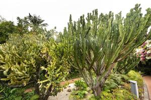 cactus sur le pistes de rochers sur le île de tenerife.grand cactus dans le montagnes.canaries îles, Espagne photo