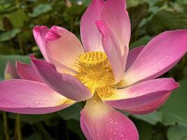 brillant épanouissement rose l'eau lotus fleur croissance parmi luxuriant vert feuilles sur calme étang photo